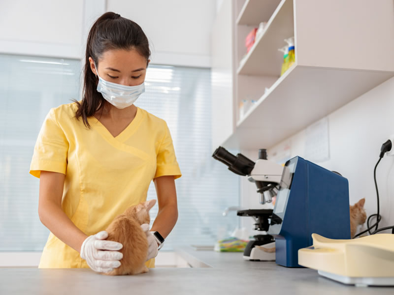 Unique considerations and challenges when soft washing your vet clinic